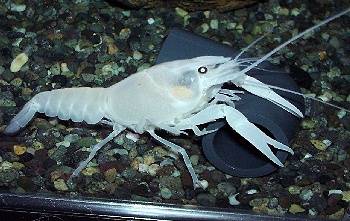 Tank Mate 60cm Crayfish