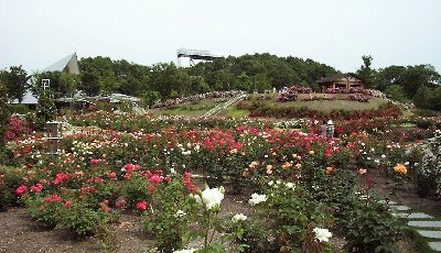 花フェスタ記念公園の日本一のバラ園